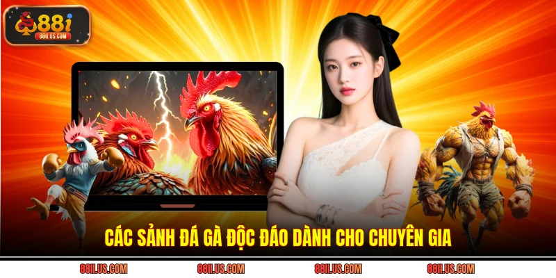 Các sảnh đá gà độc đáo dành cho chuyên gia