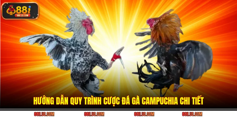 Hướng dẫn quy trình cược đá gà Campuchia chi tiết